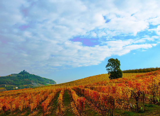 Barbera d’Asti