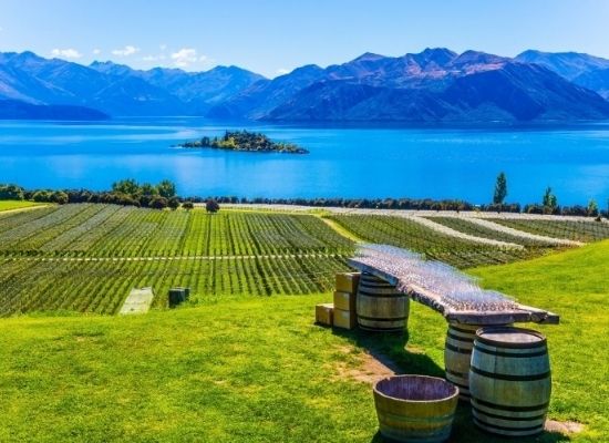 Vineyards in New Zealand