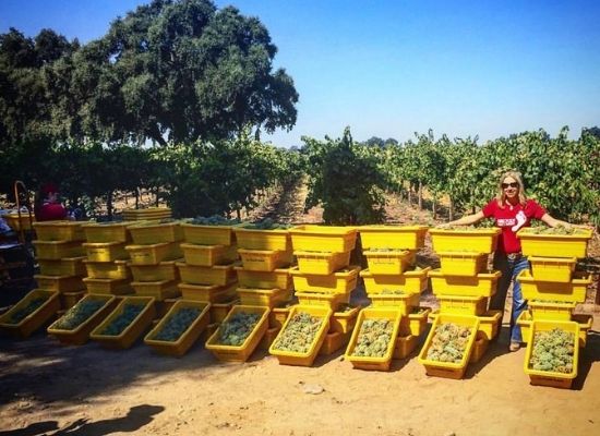 Barefoot’s Head Winemaker