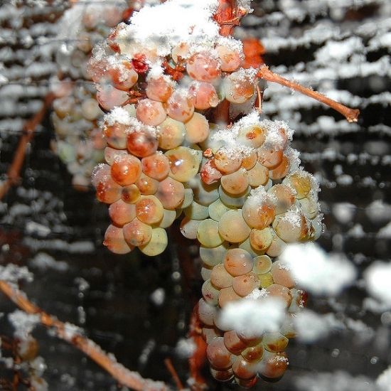 Grapes for Icewine in the Niagara Peninsula