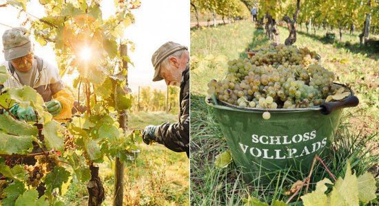 Harvesting of grapes