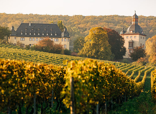 vineyards in the heart of the Rheingau