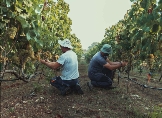 Cultivating Grapes