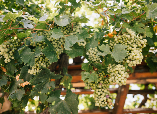 Grape Vines