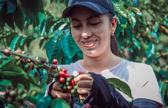 Coffee grown and processed in Panama