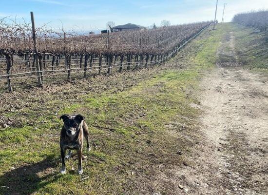 Strolling through a vineyard