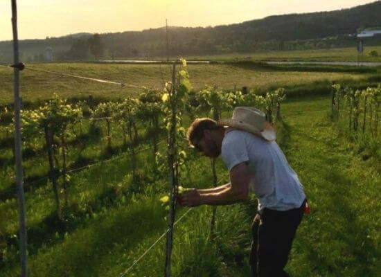 Grape pruning