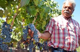 Manny Gomes ~ Vineyard and Estate Manager
