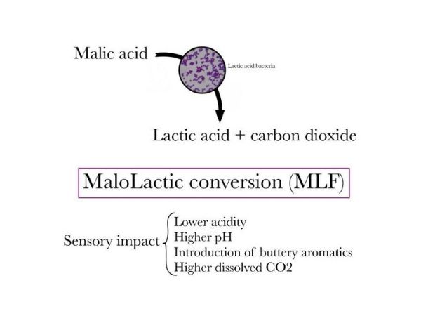 MaloLactic Conversion (MLF) diagram