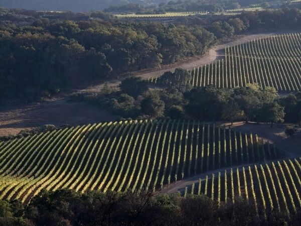 Kenzo Estate’s vineyards