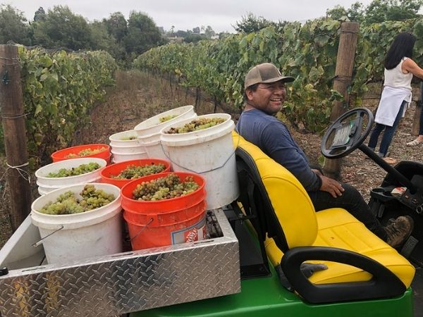 Harvesting at Grateful lane