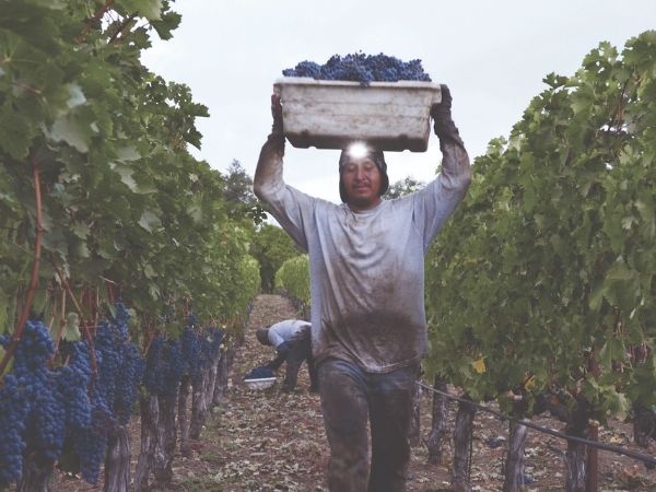 Harvesting at the vineyards
