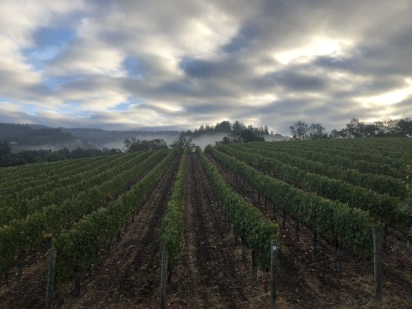 Fall harvest morning picture at the vineyards