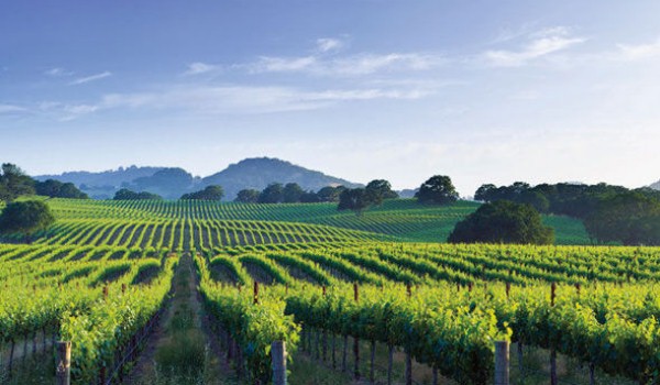 Wine region vineyard