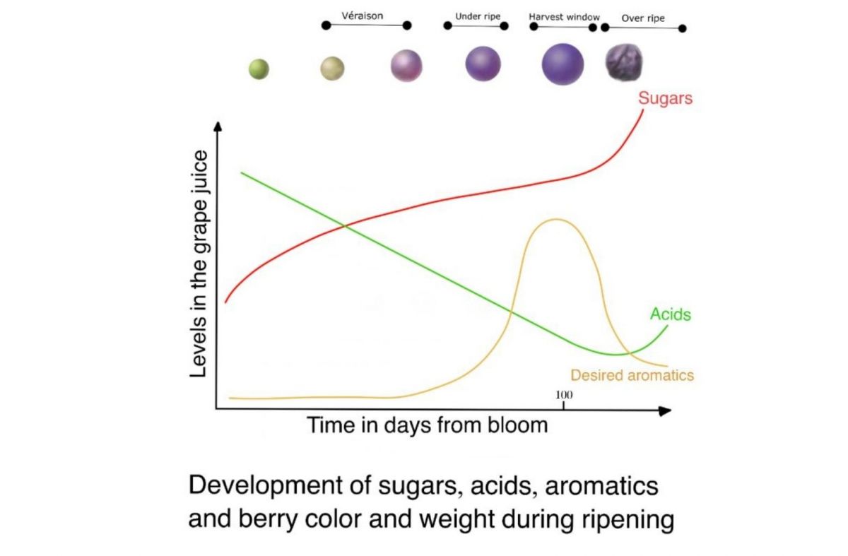 Development of Sugars, Acids, Aromatics, and Berry Color & Weight