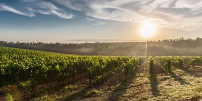 Photo for: How Award-Winning Vineyards Are Adapting to Climate Change