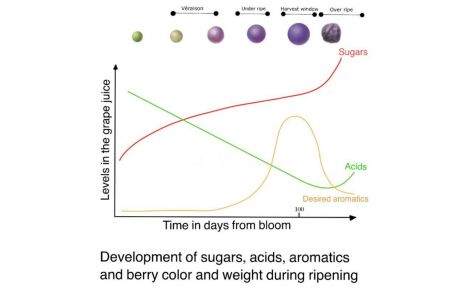 Photo for: Development of Sugars, Acids, Aromatics, and Berry Color & Weight During Ripening