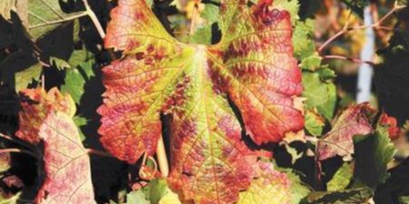Photo for: Napa Valley Wine Community Pledges $2.5 Million for Red Blotch Research