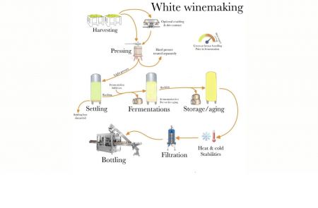 Photo for: White Winemaking and Sensory Clues