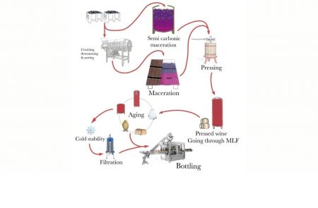 Photo for: Red winemaking for wine tasting