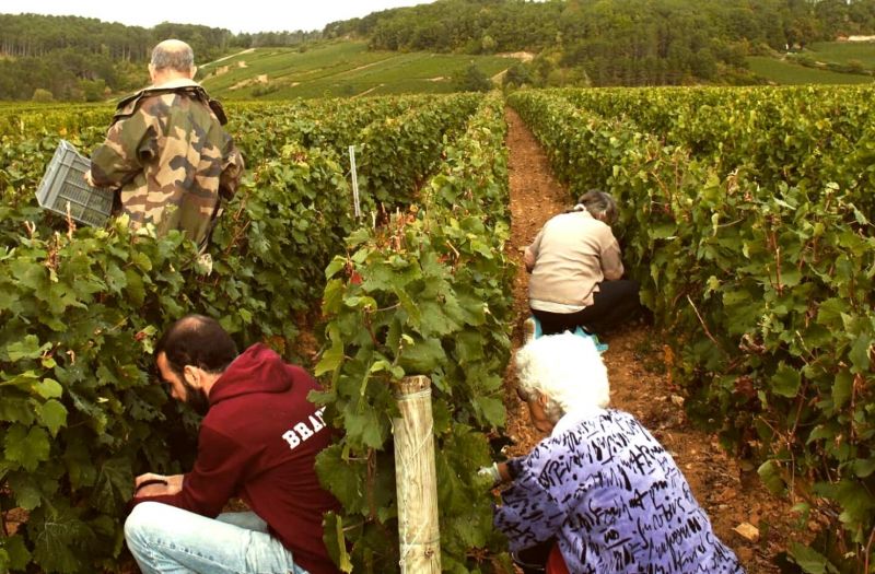 Photo for: Maison Patrick GIBOULOT Corton Charlemagne Grand cru awarded the Best in Show by Regions in France a