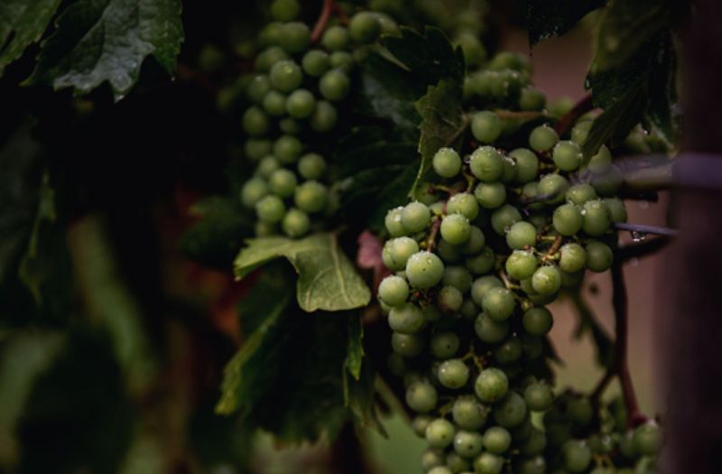 Photo for: Can Hybrid Grapes Be The Future Of Wines?