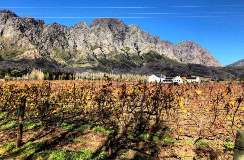 Photo for: Holden Manz Wine Estate wins gold at the top restaurant wine list awards