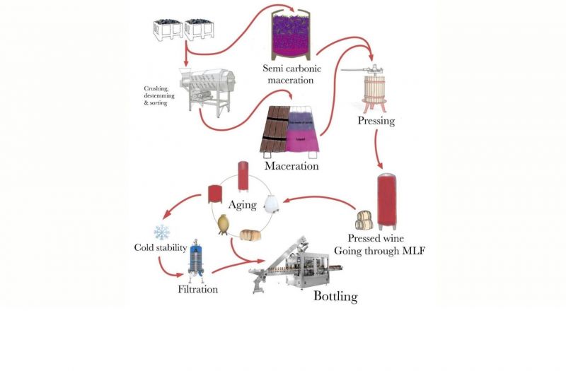 Photo for: Red winemaking for wine tasting