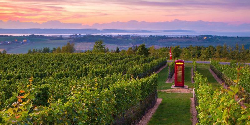 Photo for: Nova Scotia Wine: Navigating Tradition, Innovation, and Opportunity for the On-Premise Trade